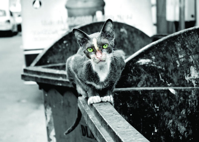 Activists campaign to give stray cats a home