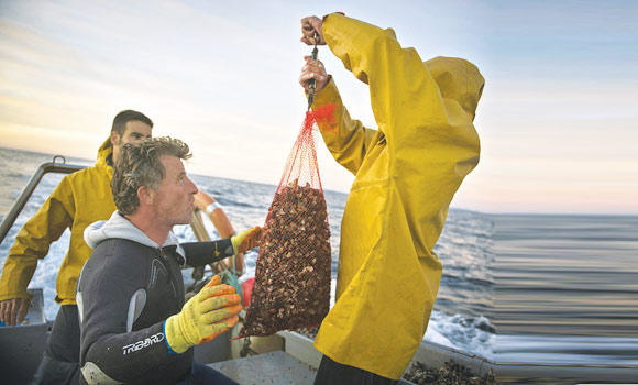 Spain fishermen risk lives to pick barnacles