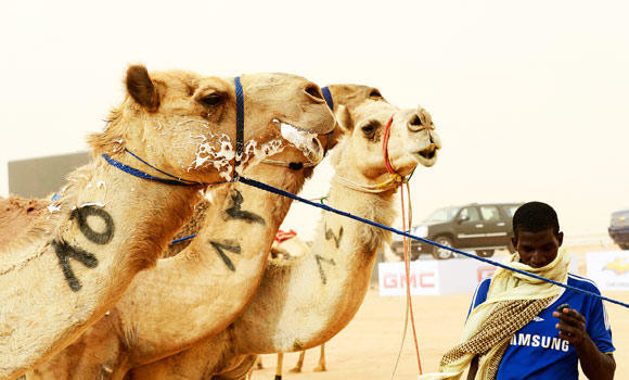 MERS tests for camels and livestock