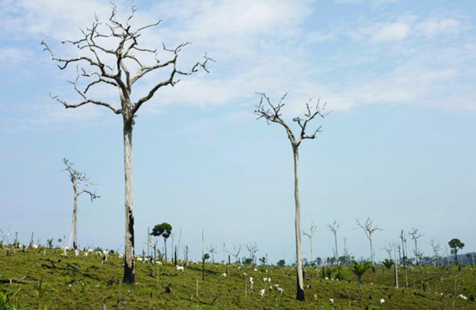 Brazil forest protection turns to digital world