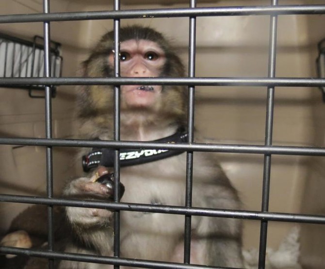 Ikea monkey’s owner goes to court to get ‘child’ back