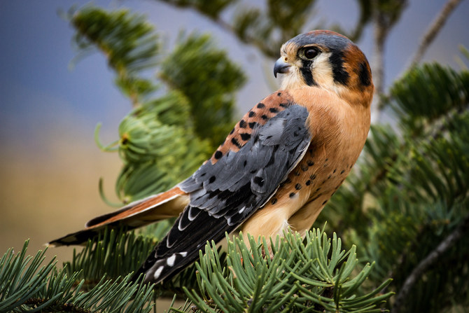 6 falcon species you need to know