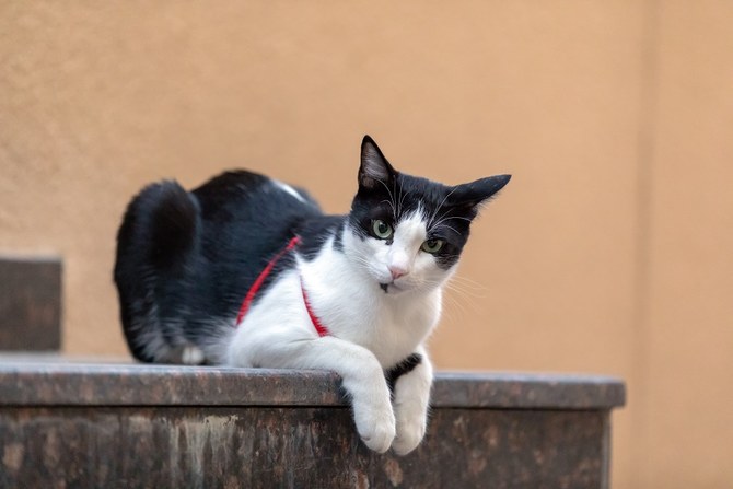 6 regional breeds to celebrate on World Cat Day