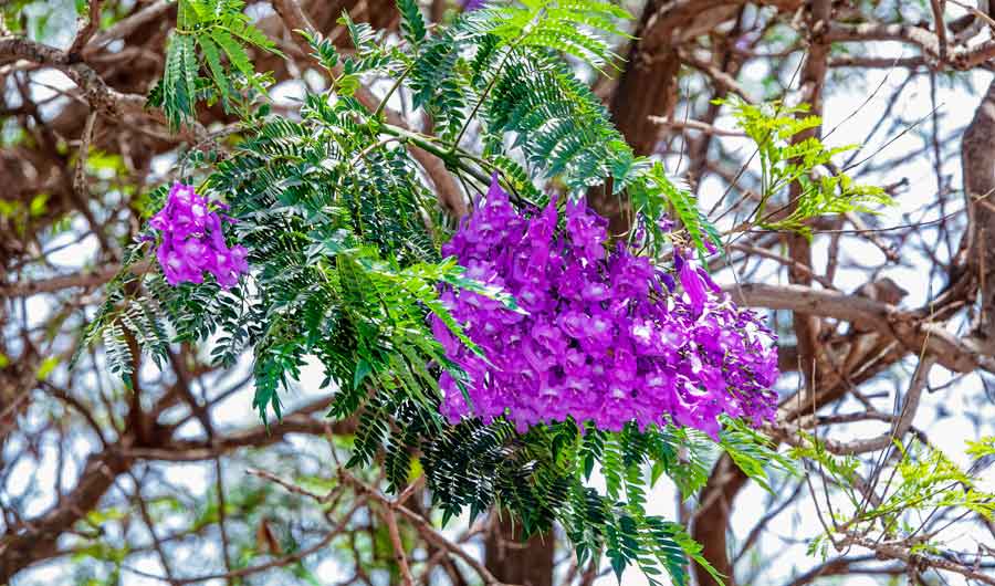 More Than 25 000 Jacaranda Trees Add To Abha S Beauty The Stringer